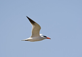 Caspian Tern, Reuzenstern, Hydroprogne caspia