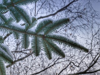 Naklejka premium pine tree branches