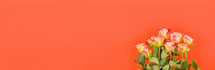 Rose flowers on a banner background