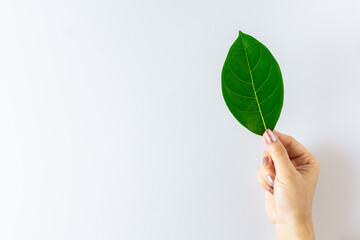 Fresh leaves In the hand of a girl.