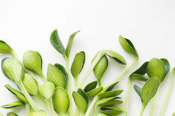 Obraz premium Pumpkin microgreens. Sprouting Microgreens. Seed Germination at home.