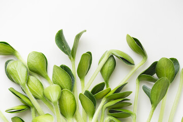 Fototapeta premium Pumpkin microgreens. Sprouting Microgreens. Seed Germination at home.
