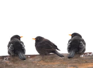 Fototapeta premium Turdus merula three songbird sits isolated over white background.