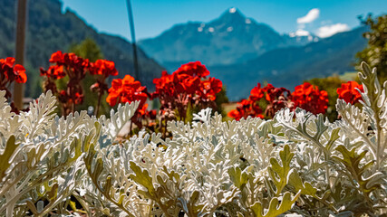 Beautiful alpine flowers at Soelden, Oetztal, Tyrol, Austria