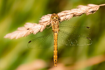 Macro of a beautiful yellow dragonfly on a wheat branch