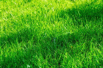 Green grass texture background backdrop on a sunny day