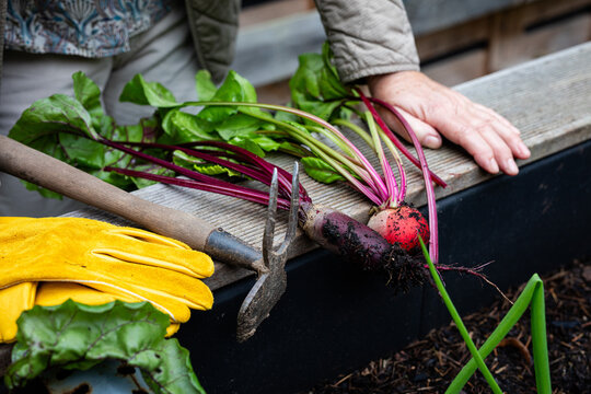 Gartenarbeit Rote Beete