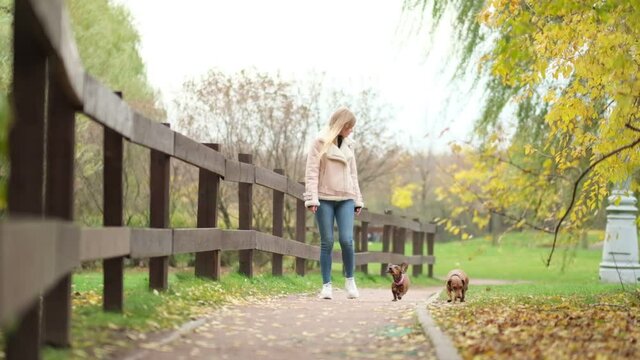 Slow motion. Little dog with owner spend a day at the park playing and having fun. close up Shot video. Smiling lady taking free time with her dog. Woman relaxing in the nature with her little dog.