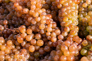 Grapes background. Golden ripe grape bunches background. Rkatsiteli grape harvest in sunlight. A lot of ripe grapes. Kakheti, Georgia.