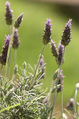 Flores de lavanda para fondo o diseño