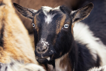Farm Goat Portrait