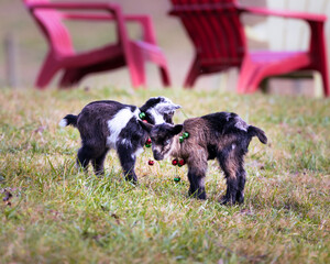 Baby Goat Portraits