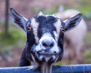 Farm Goat Portrait