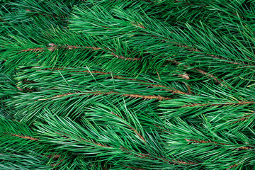 Christmas tree background. Evergreen branches. Spruce branches holyday backdrop. Christmas background.