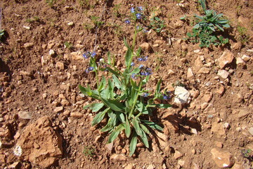 Italian Bugloss (Anchusa azurea) 