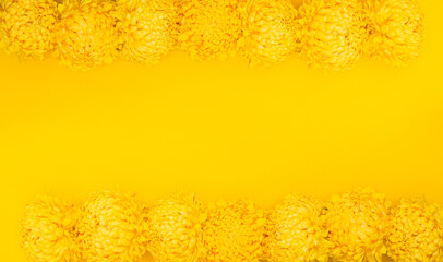 Bright petals of chrysanthemum on a yellow background with copy space. Banner frame with lush flowers in a minimalist style. Golden wallpaper. Delicious aroma of plant. Hello spring, summer time