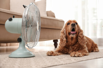 English Cocker Spaniel enjoying air flow from fan on floor indoors. Summer heat