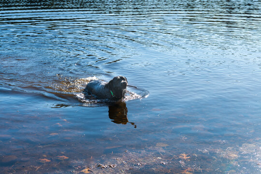 A photograph of a black Labrador Retriever swimming in a blue lake in the woods.