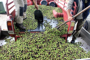 Harvested olives unloaded from truck to press hopper in olive oil mill located in the outskirts of...