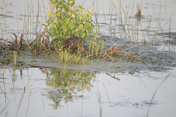 Water rat in North America