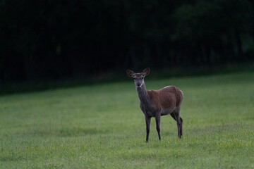 The red deer (Cervus elaphus)