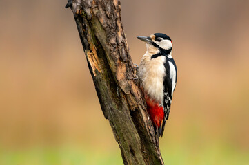 Greater spotted woodpecker ( Dendrocopos major )