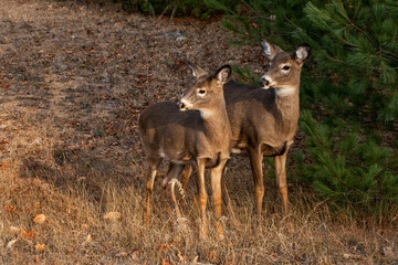 Naklejka na ściany i meble two doe whitetail deer in the woods