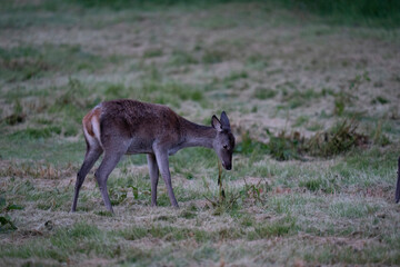 The red deer (Cervus elaphus)