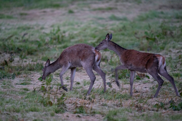 The red deer (Cervus elaphus)