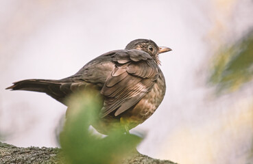 Amsel im Sonnenschein