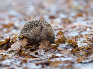 A hedgehog (Erinaceus europaeus)viewed at low angle amongst autumnal leaves