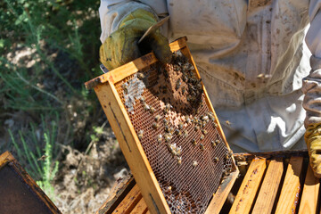 Bees in a comb producing honey, selective focus shot on bees