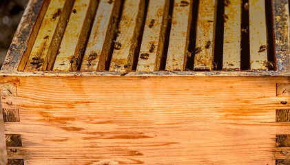 Bees in a comb producing honey, selective focus shot on bees.