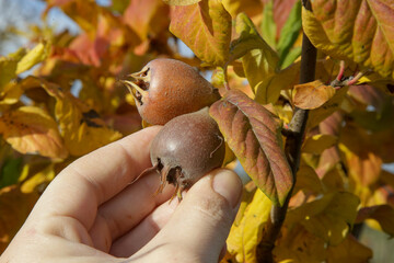 Common medlar fruits on the tree, late autumn in the garden.