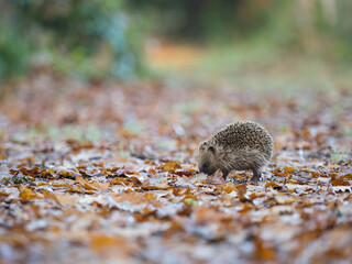 A hedgehog (Erinaceus europaeus)viewed at low angle sniffs for food amongst autumnal leaves © Tony Skerl