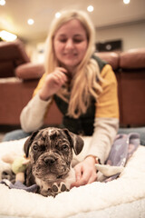 Adorable French bulldog puppy cuddles - happy blonde owner in the background