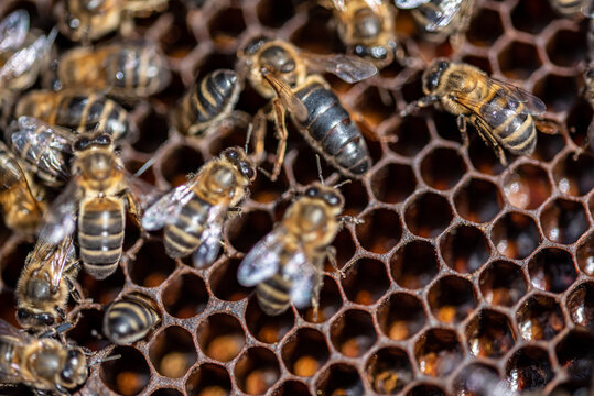 Close-up of bees and queen bees in the honeycomb