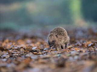 A hedgehog (Erinaceus europaeus)viewed at low angle walks amongst autumnal leaves