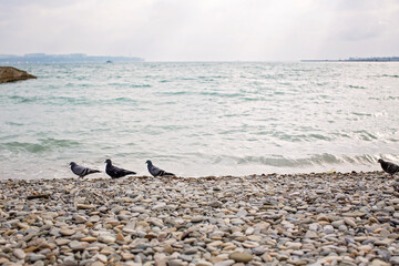 Pigeons walk over rocks on the sea