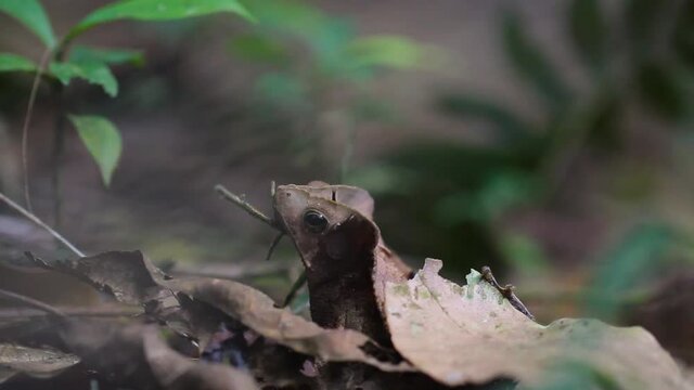 Amazon frog, 
camouflage, crested frog. Brown Rhinella margaritifera