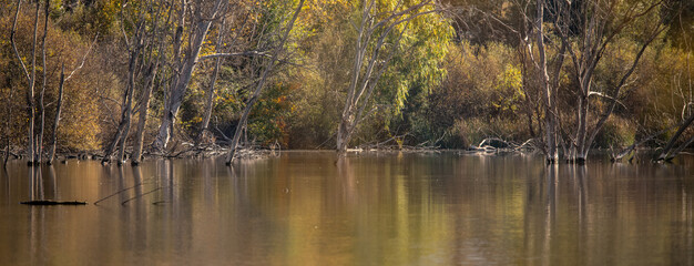 lake with submerged trees in very colorful autumn