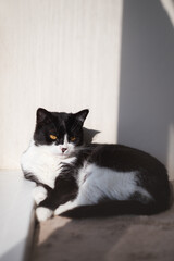 Funny cute black and white Tuxedo cat lying in the sun on soft blanket near window on windowsill and looking at camera.
