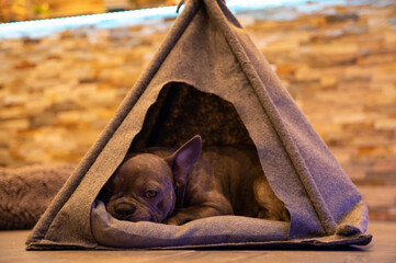 Cute french bulldog sleeping in a dog tipi tent
