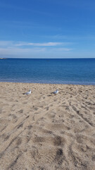 Fototapeta na wymiar Two seagulls sit on the sand on the beach