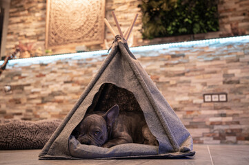 Cute french bulldog sleeping in a dog tipi tent