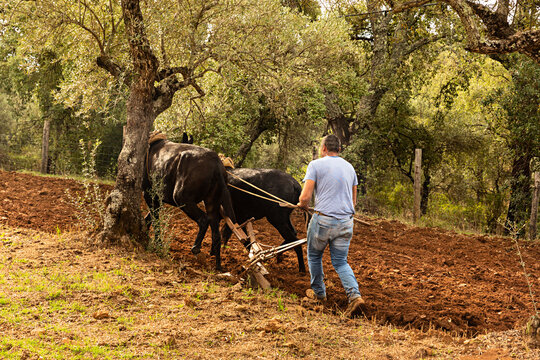 Hombre arando la tierra con caballos 2.