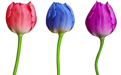 set tulips red, blue, purple flowers isolated on a white background. Close-up. Flower buds on a green stem. For design. Nature.