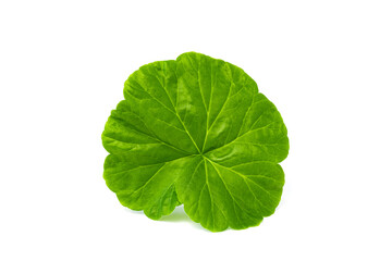 Naklejka na ściany i meble Green geranium leaf close up isolated on white background.