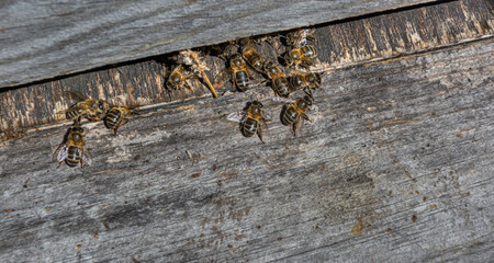 Bees in a comb producing honey, selective focus shot on bees