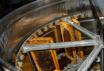 Fototapeta na wymiar Honey collection, honeycombs in beekeepers' workshop